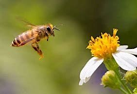 Beekeeping Series: Pest and Disease Management