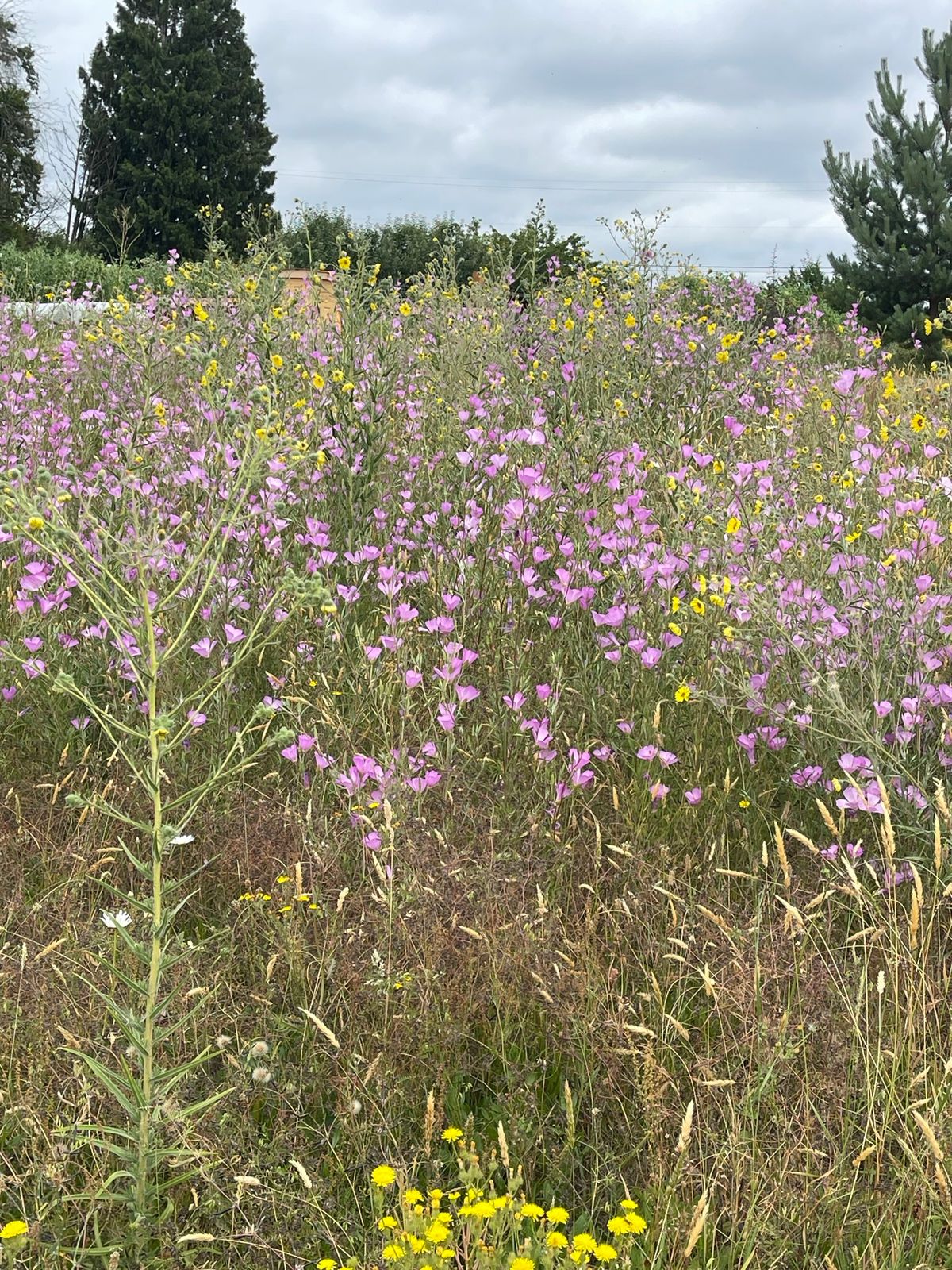 2nd Annual Pollinator Festival