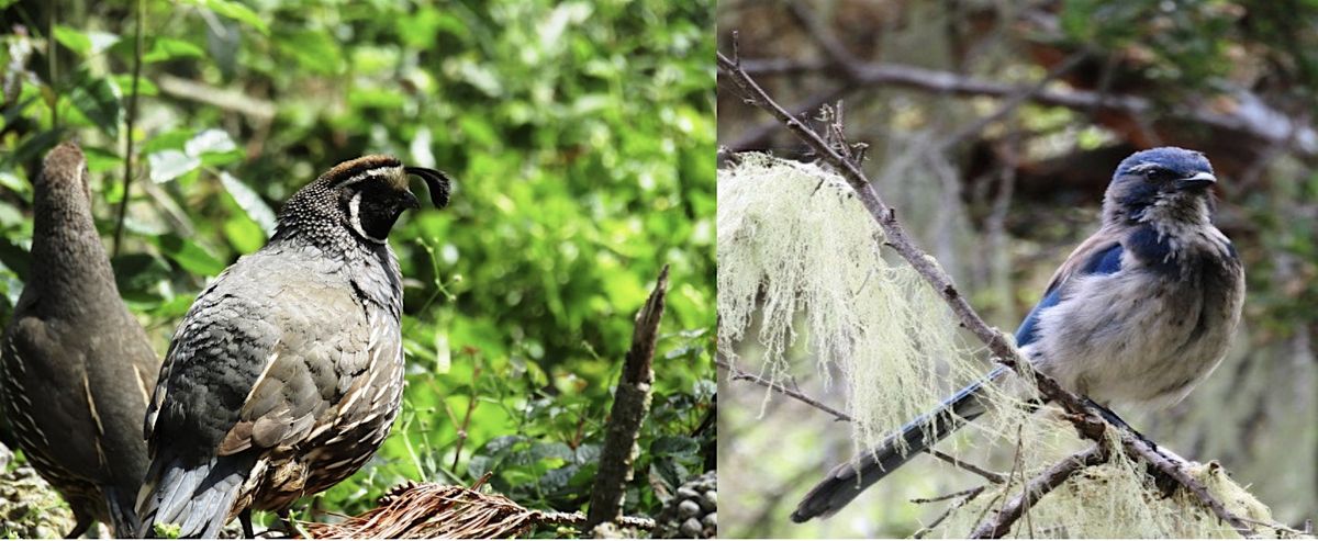 A Focus on Birding Hike in the San Jose Creek Natural Preserve