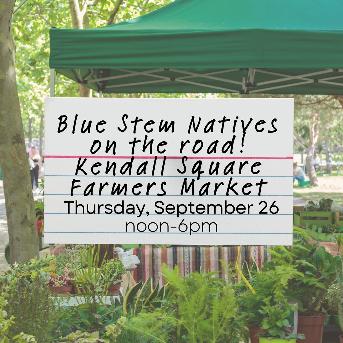 Blue Stem Natives on the road! Kendall Square Farmers Market