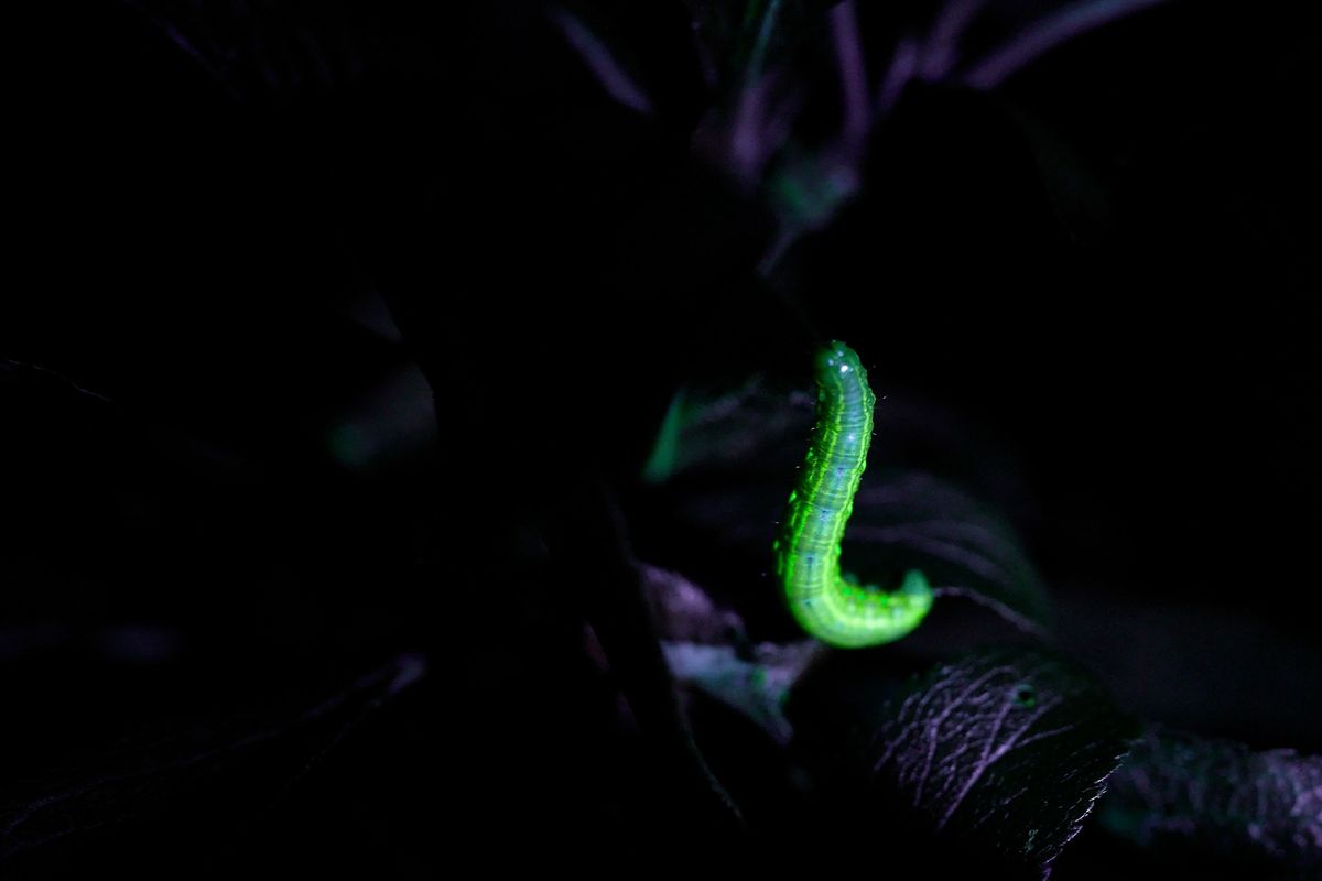 Illuminate: Biofluorescence in nature walk at Sherwood Forest