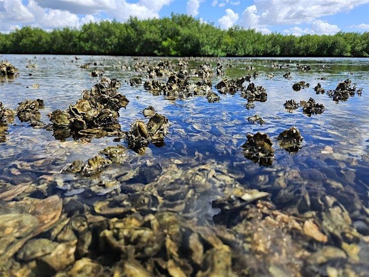 Build Vertical Oyster Gardens (VOGs) to Help Tampa Bay!