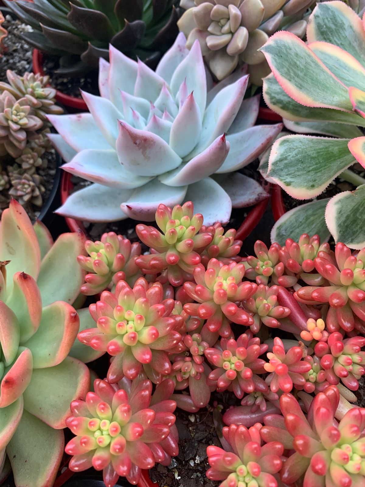 Succulent Sale - Morayfield Shoppjng Centre