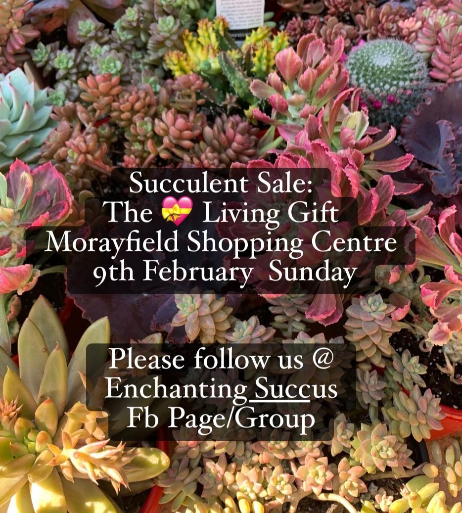 Succulent Sale: The Valentines Day Gift @ Morayfield Shopping Centre