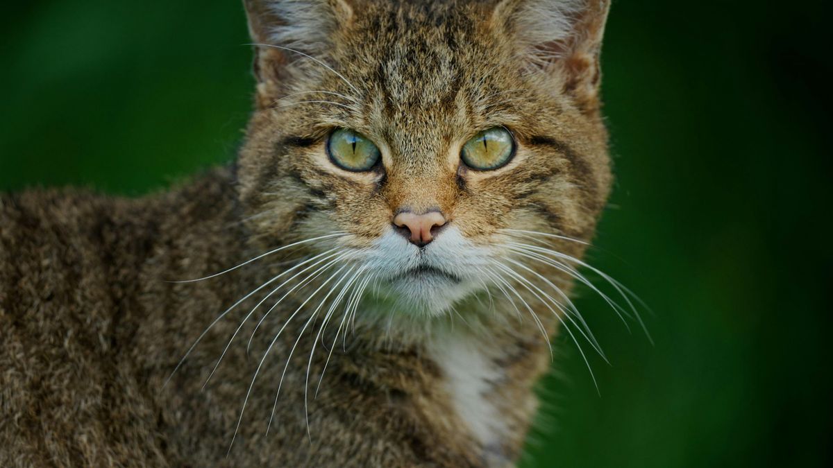 Clinging by a Claw Film Screening