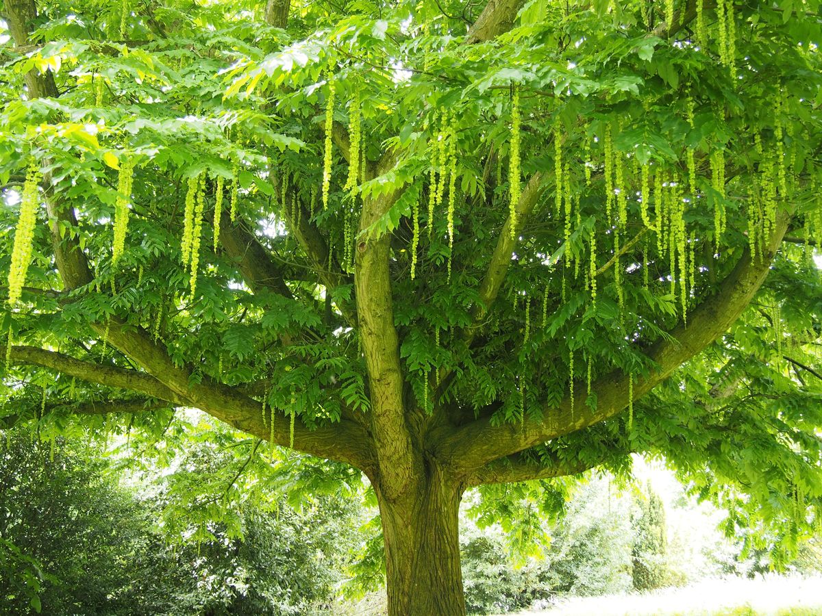 Trees of Royal Victoria Park