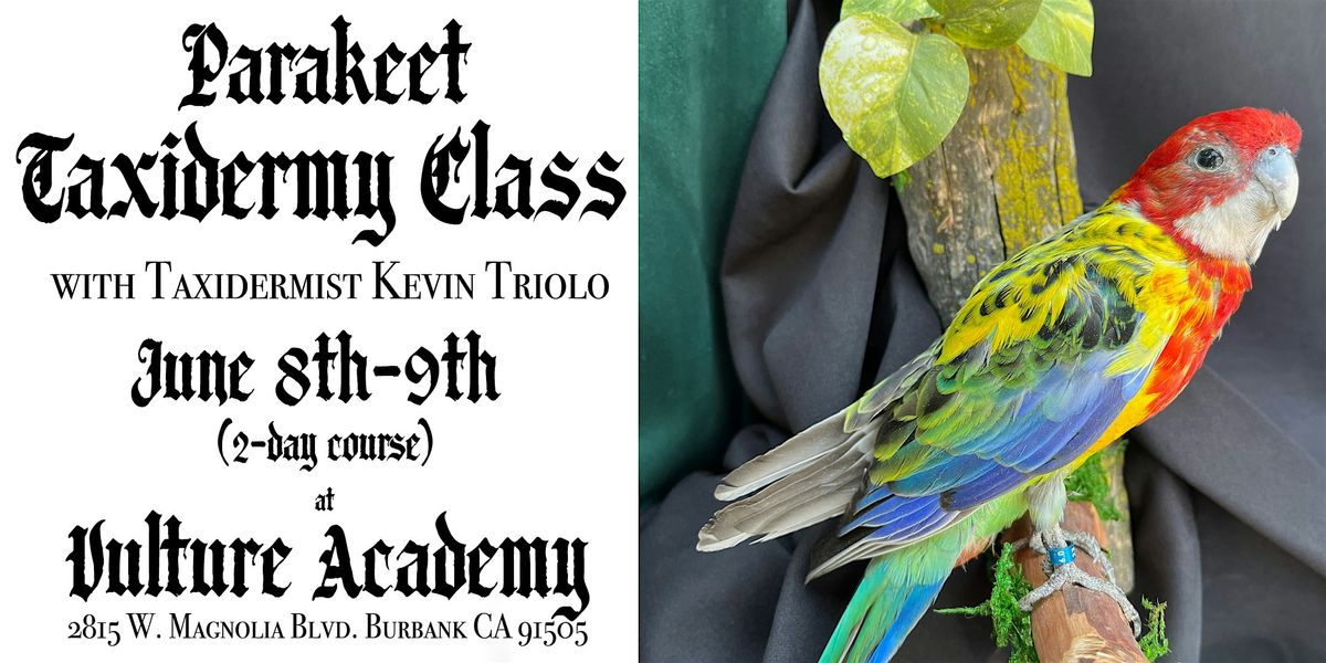 Rosella Parakeet Taxidermy Class with Kevin Triolo (2-Day Class)