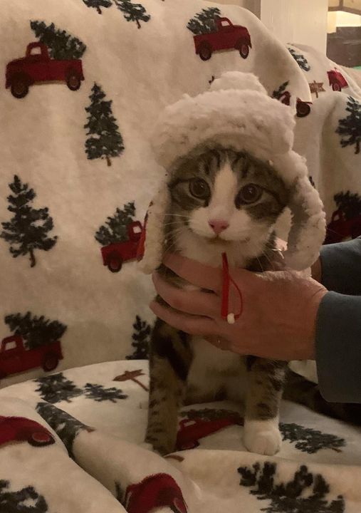 Adoption Event At Petsmart Petsmart Winchester 31 January 2021 Petsmart Christmas Hours 2021