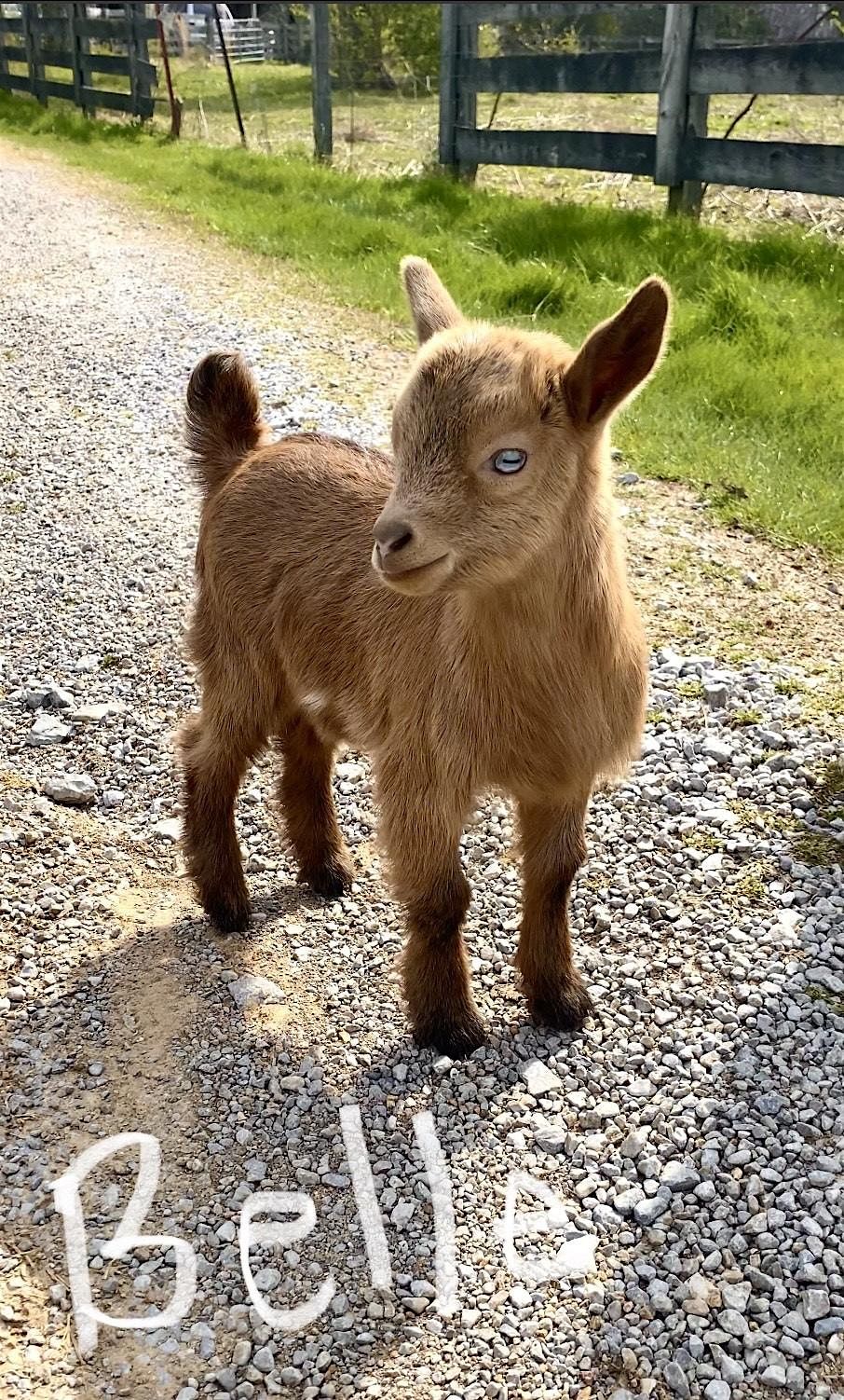 Goat Yoga Nashville- City Park (Brentwood)