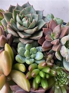 Succulent Wall Art Workshop