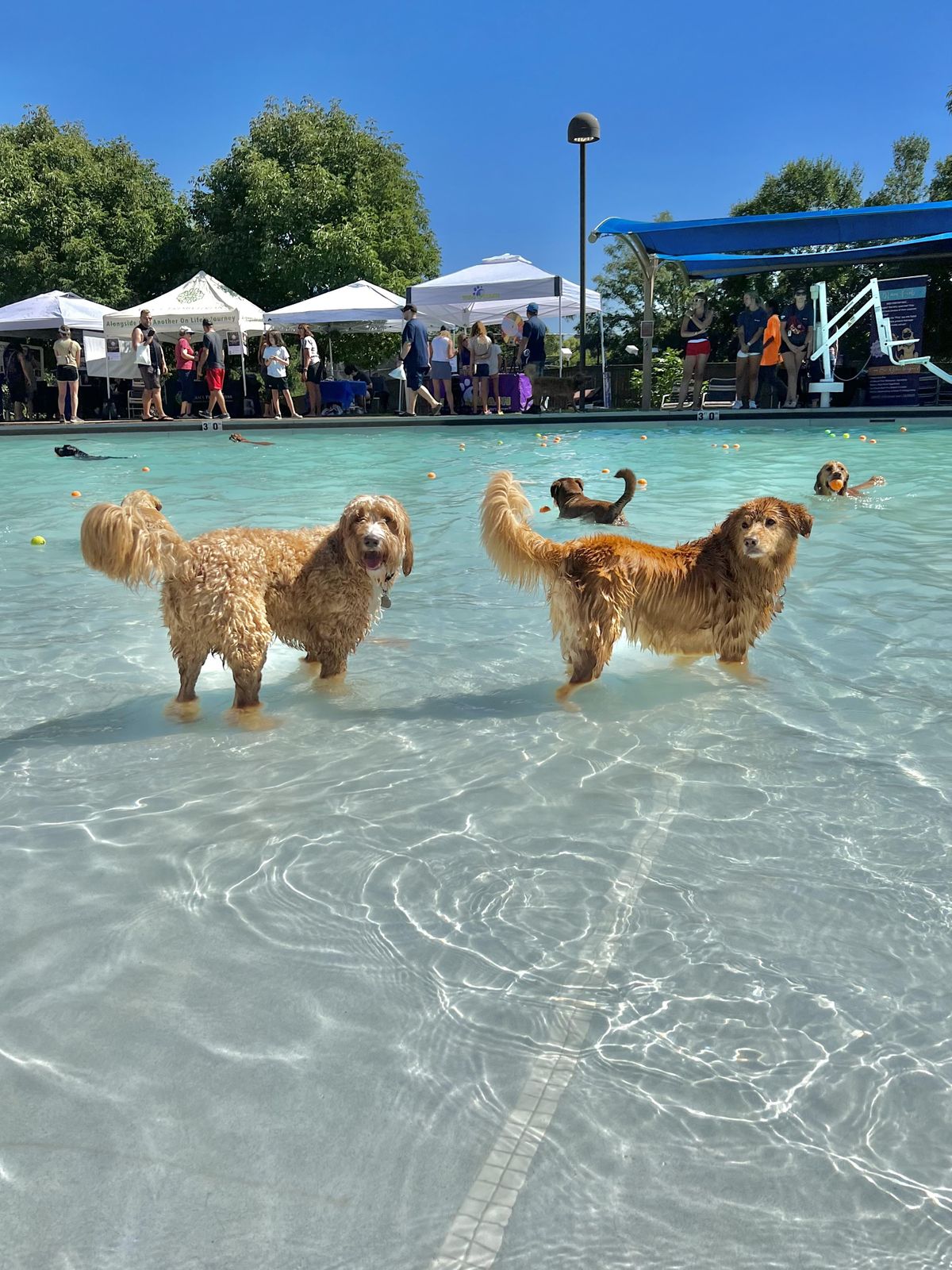 2024 Doggie Splash