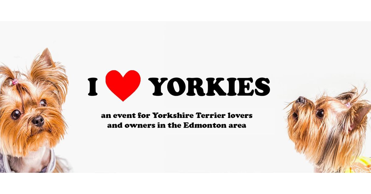 YEG Yorkie Fest 2024