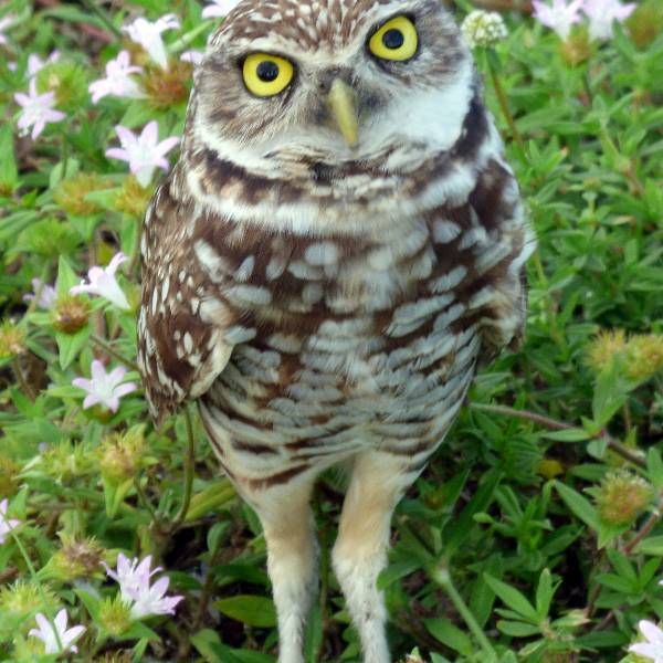 Project Perch II - Helping the Burrowing Owl 