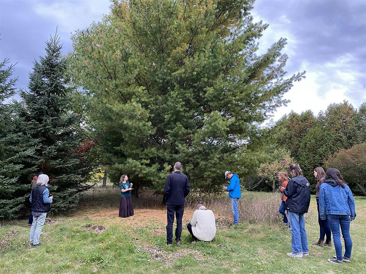 Medicinal Plant Walk: Local Trees  (includes tea & handout)