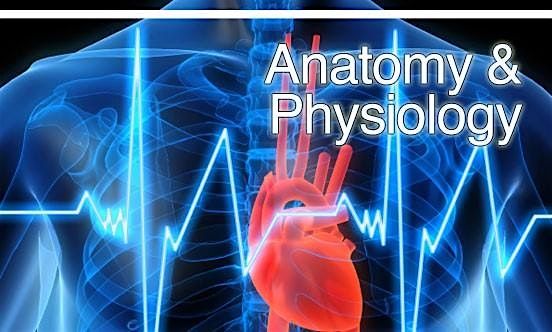 Anatomy and Physiology - Online Course - Adult Learning
