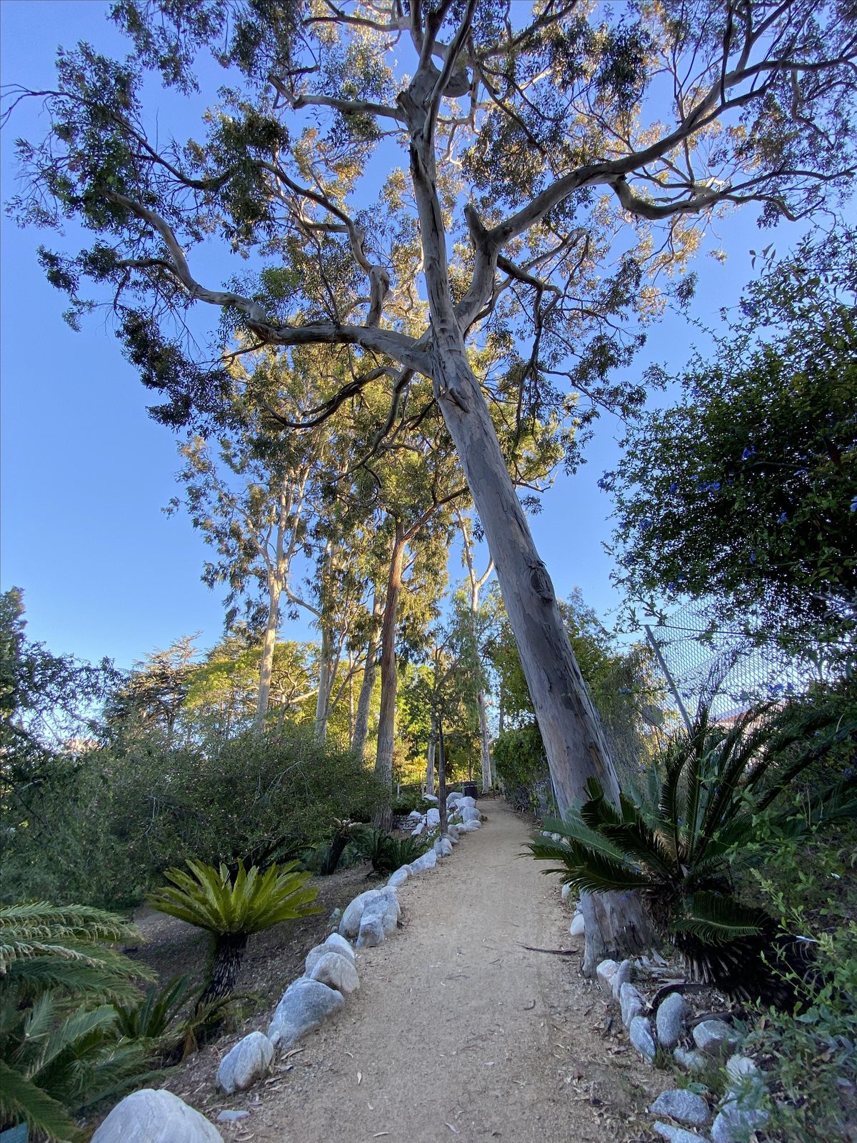 Botany Brown Bag: Trees of Trees by Dr. Felipe Zapata