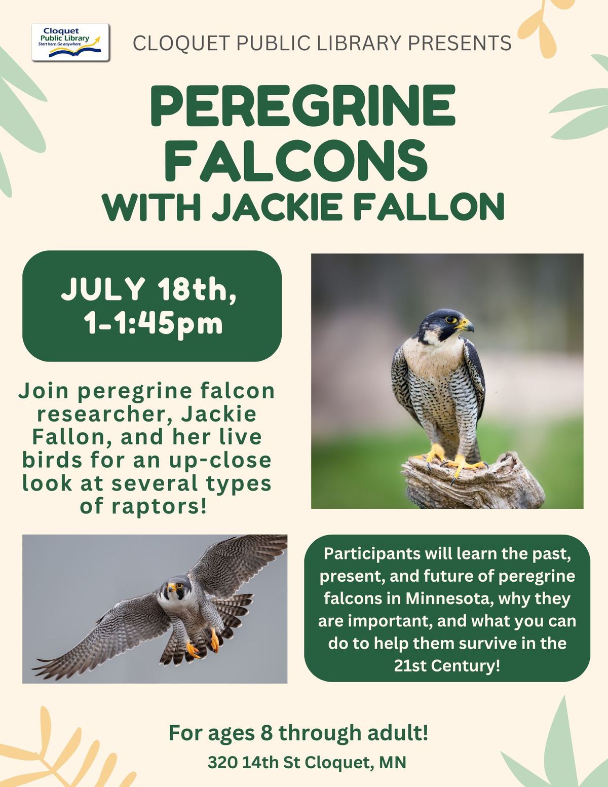 Peregrine Falcons with Jackie Fallon