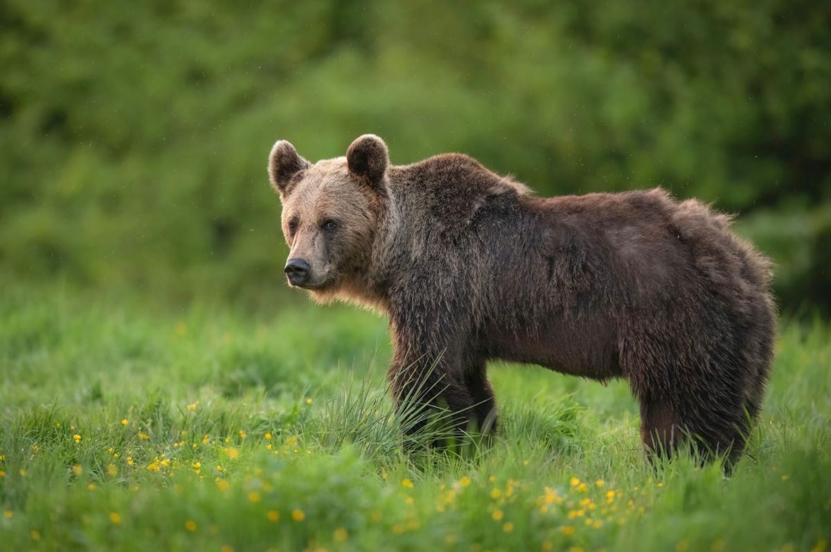 Swan Valley Bear Resources' Annual Spring Bear Wake-Up Social