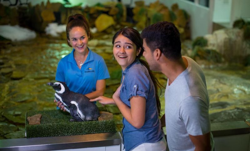 \ud83d\udc27\u2728 Exclusive VIP Penguin Experience at SeaWorld Getaway Deal Orlando \ud83c\udf0a\ud83c\udf1f $399 Per Couple \ud83d\udc91 