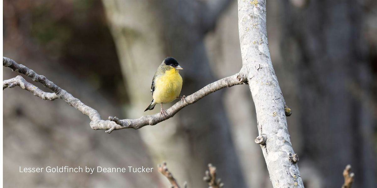 Backyard Birds for Beginners at McClellan Ranch Preserve