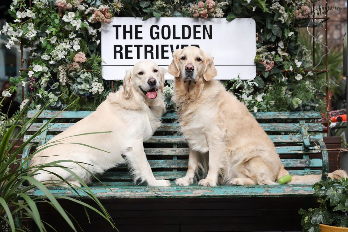 GOLDEN RETRIEVER CAFE - MANCHESTER