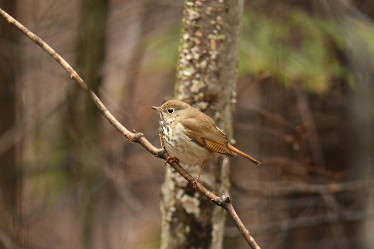 Guided Birdwatching for People with Mobility Challenges