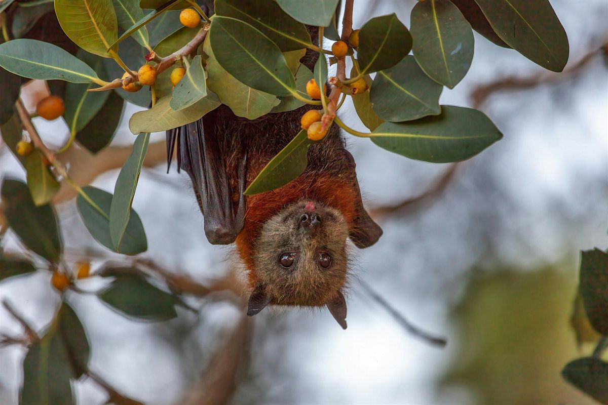 Learn About Our Incredible Local Flying Foxes - Guided Walk