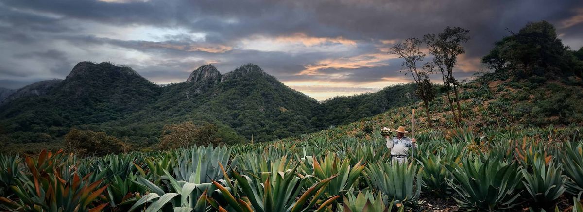 Agave-Smagning - Collision de Maguey