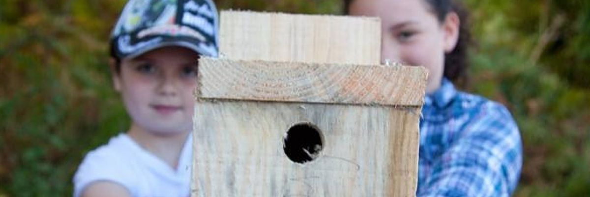 Thorndon Bird Box Building