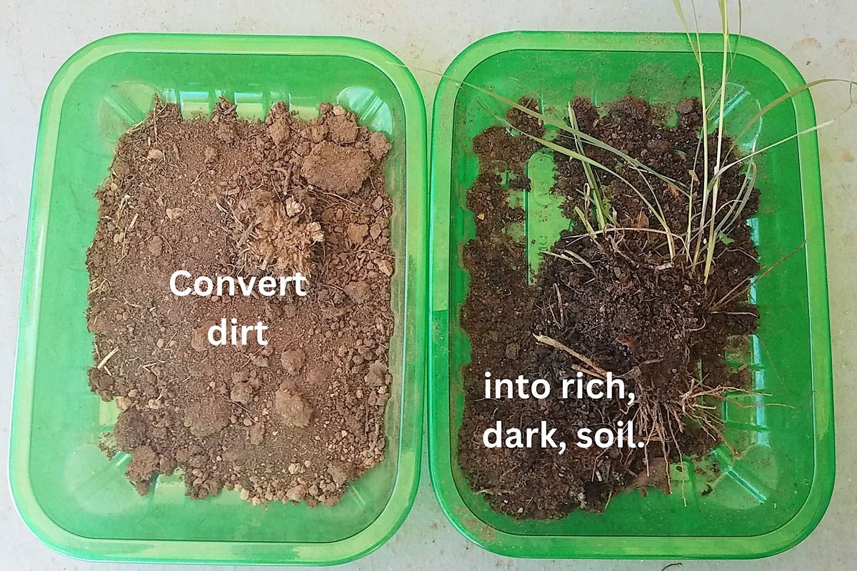 Soil Health: What it means and how you can improve your garden soil