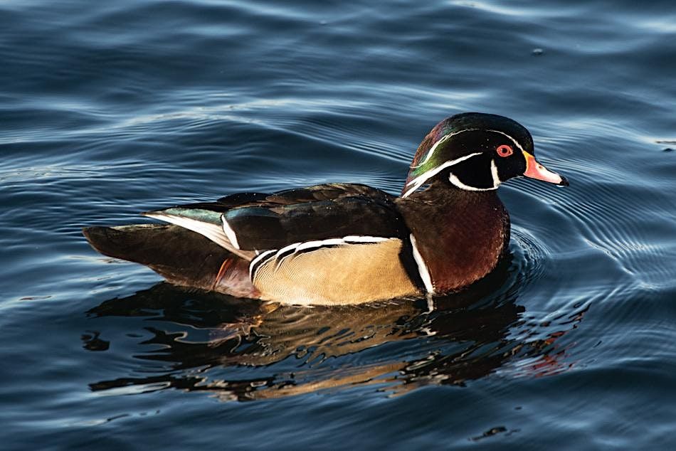 Bird Watching at the Ridgewood Reservoir