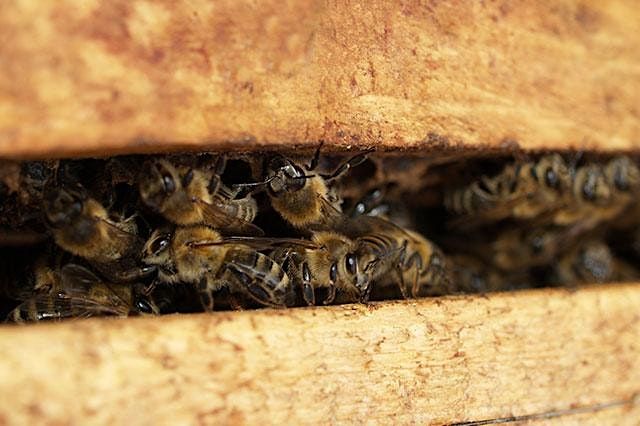 Beekeeping 101 - Thriving Hive Beginning Beekeeping