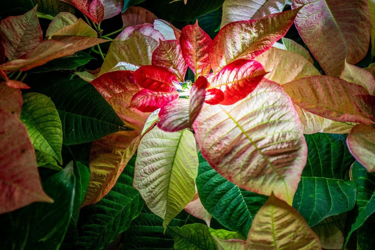 Poinsettias After Dark