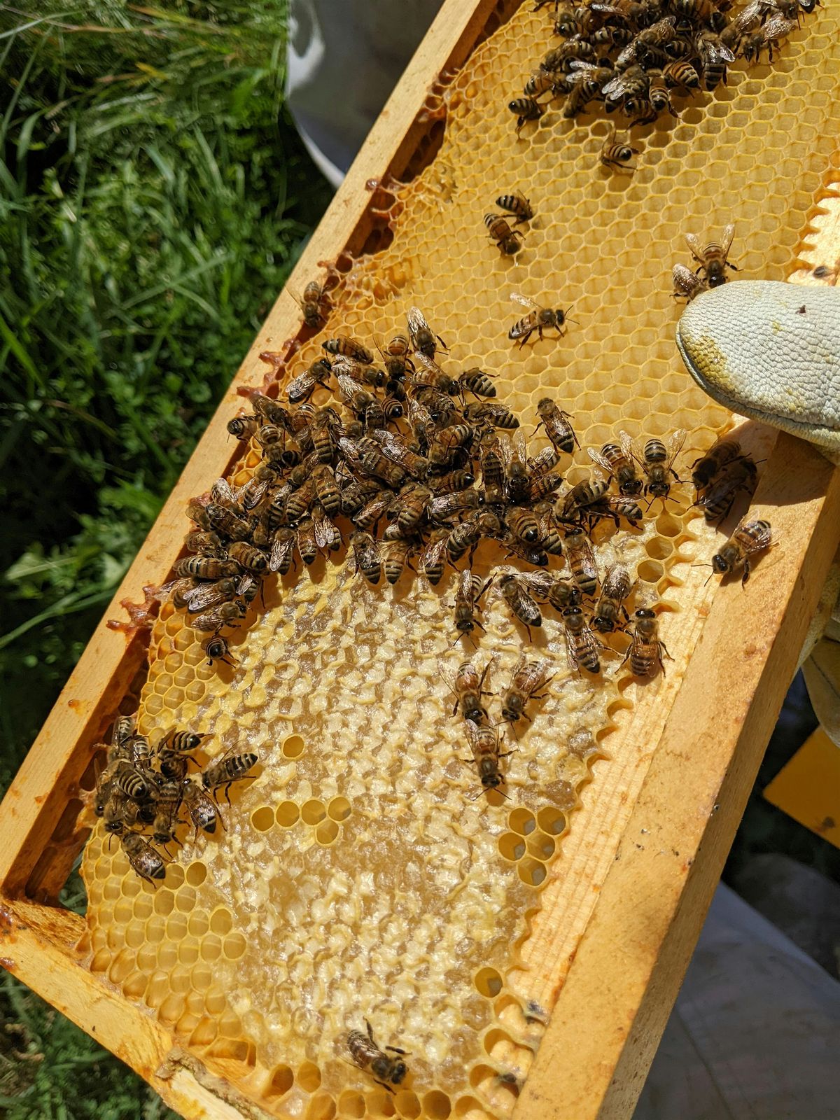 Beekeeping and Processing Honey
