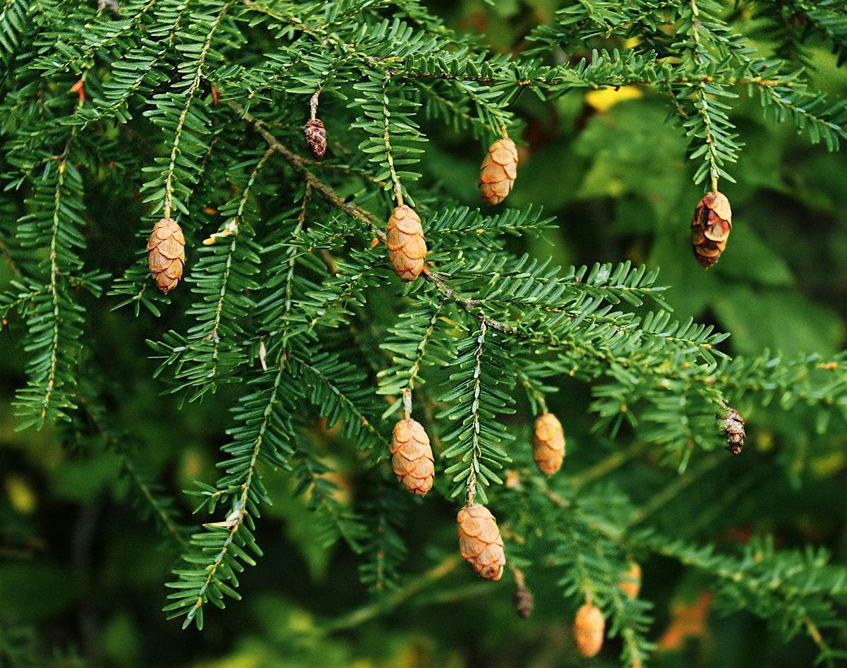 Protecting our Native Hemlocks: Treatment Demo