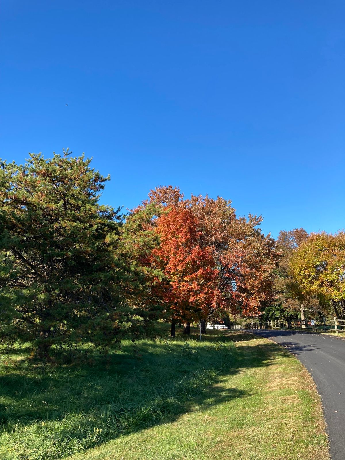 Walk for Wildlife at Morven Park