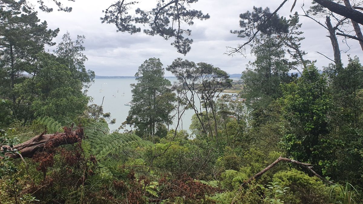 GCT Friends of Taihinui Historical Reserve Volunteer Morning