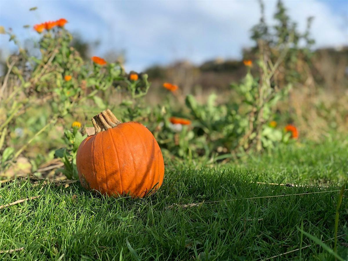 Pumpkin Picking Magic Trail