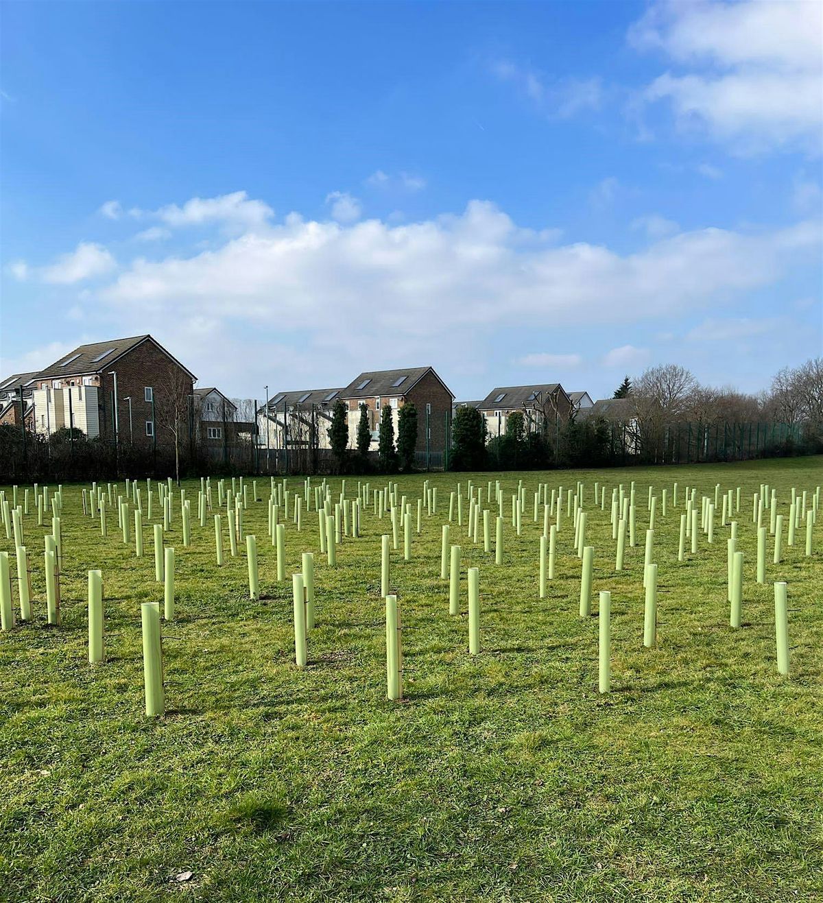 Tree Planting at Ashford Hospital, Surrey