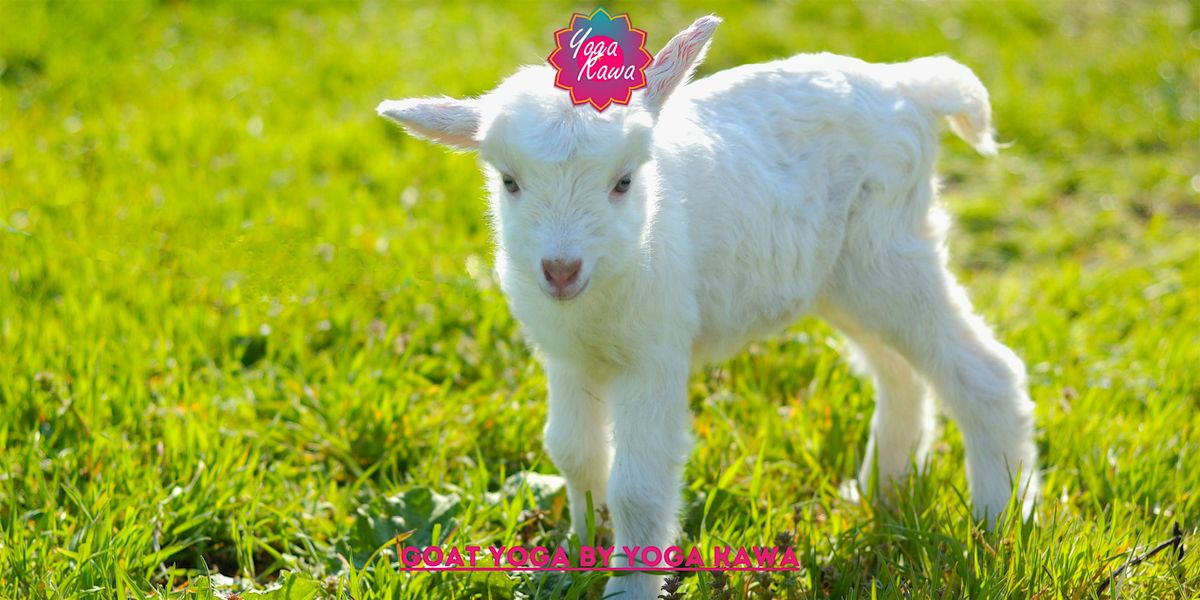 Goat Yoga (Family-Friendly & Adult) by Yoga Kawa Toronto