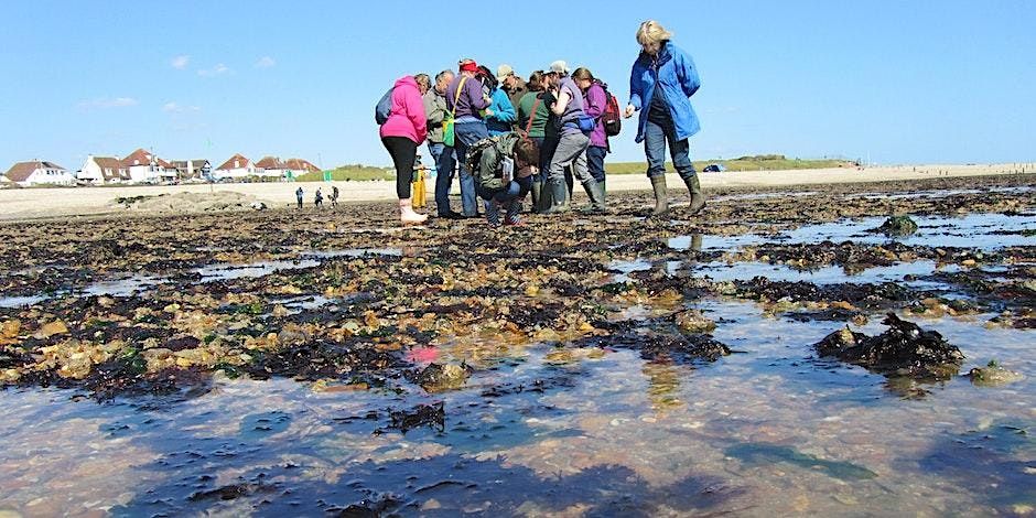 Intertidal Survey - Keyhaven