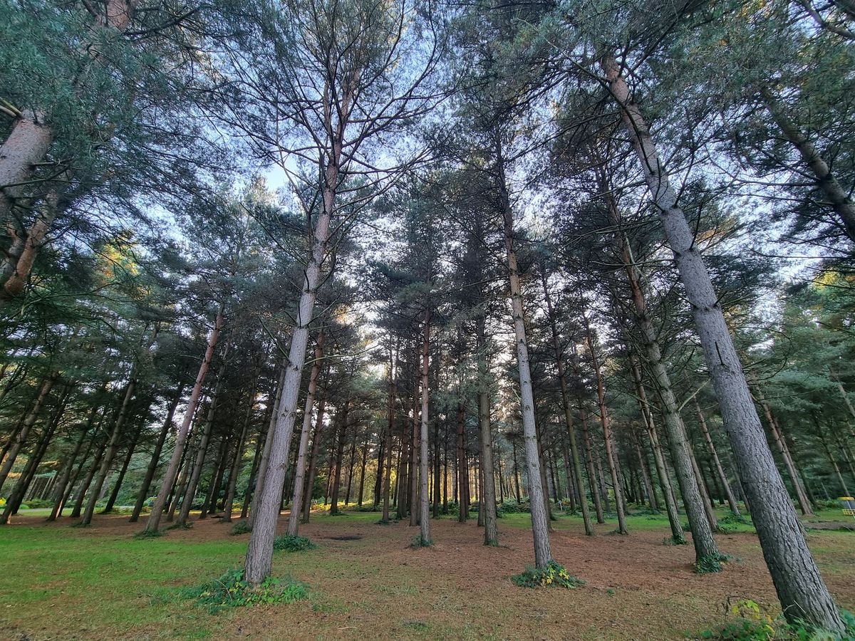 Forest Bathing and Winter Wreaths