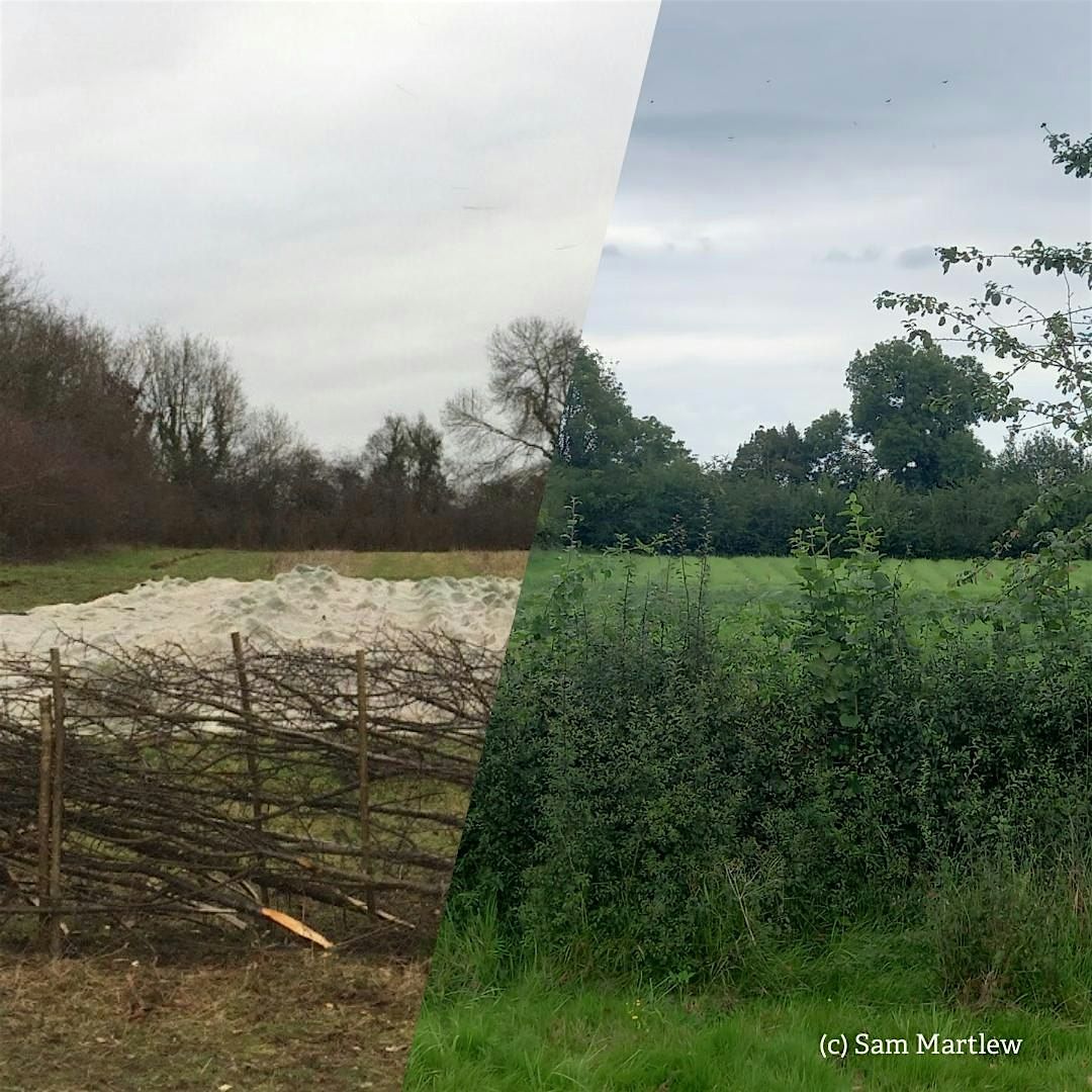 Introduction to Traditional Hedgelaying