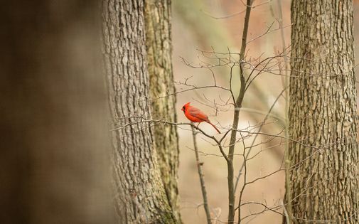 Birds of Acacia Walk