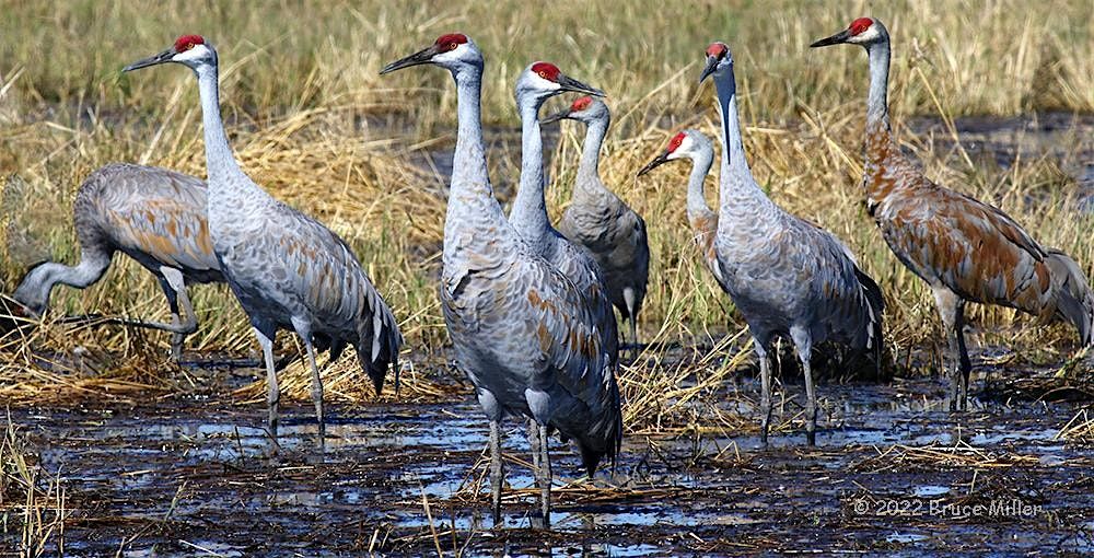 Guided Sandhill Crane Tour