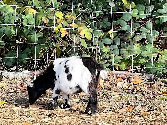 World Down Syndrome Awareness Month Event at the Hazelmere Pumpkin Patch