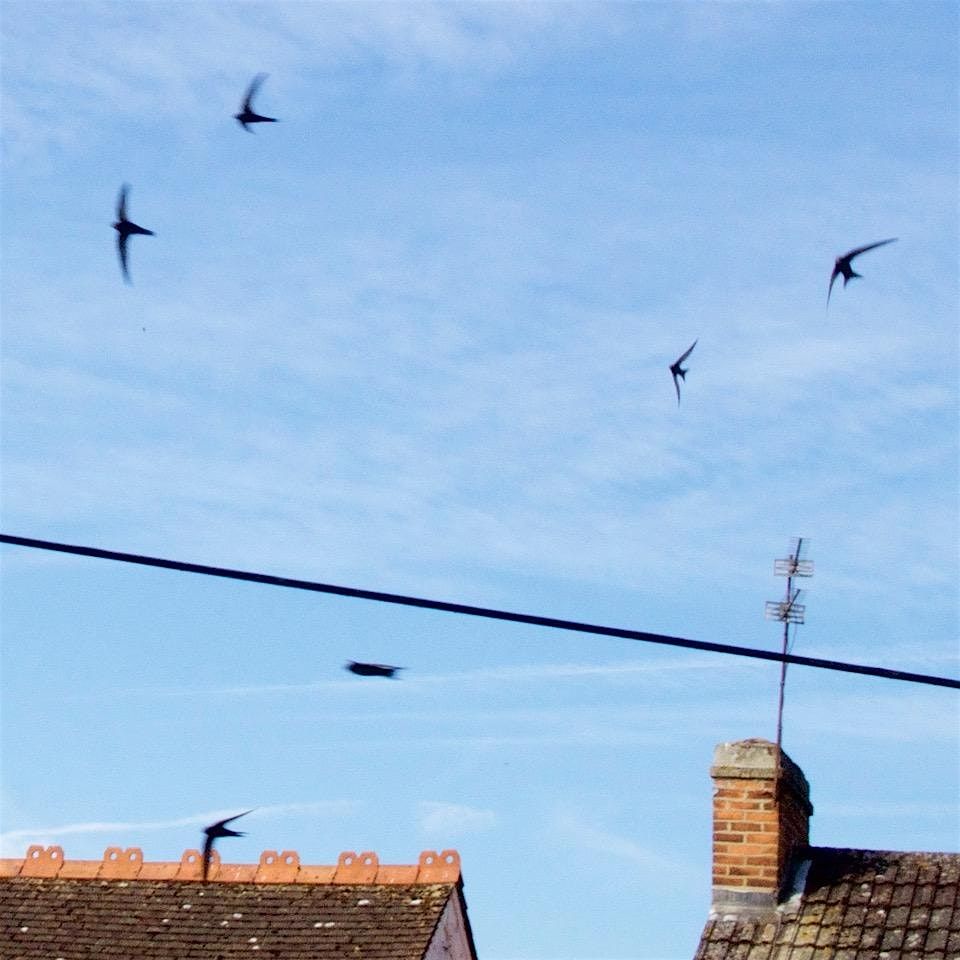 The Summer Birds of Tonbridge Town