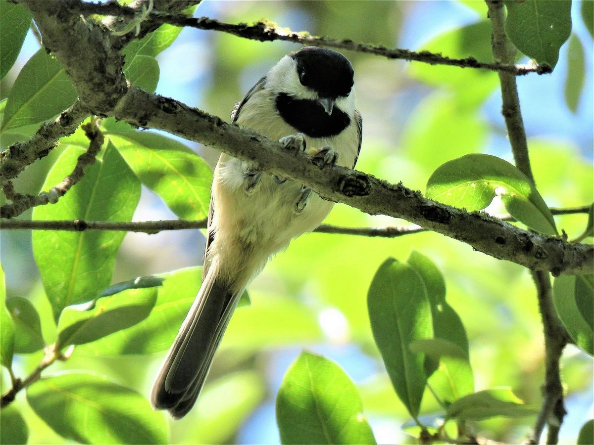 Beginner Bird Walk: Bethine Church River Trail