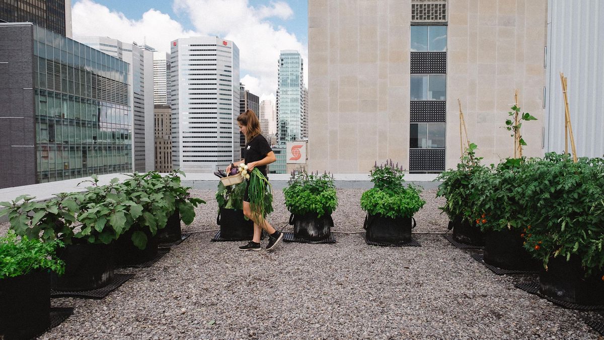 Visite du potager urbain