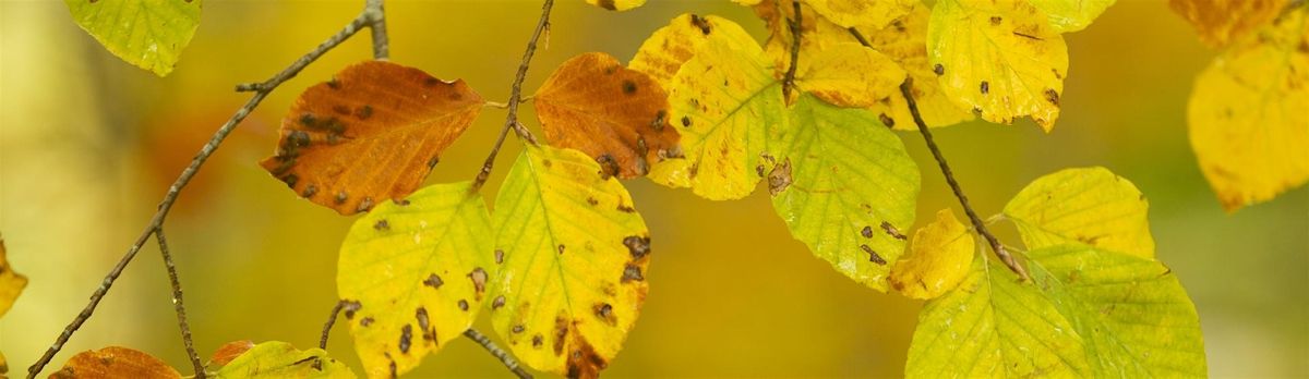 Discover Bangor`s festive wildlife